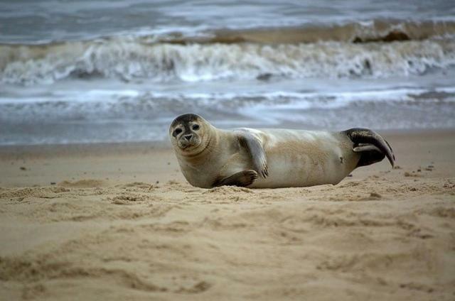 Sunbeach Chalets Great Yarmouth Dış mekan fotoğraf